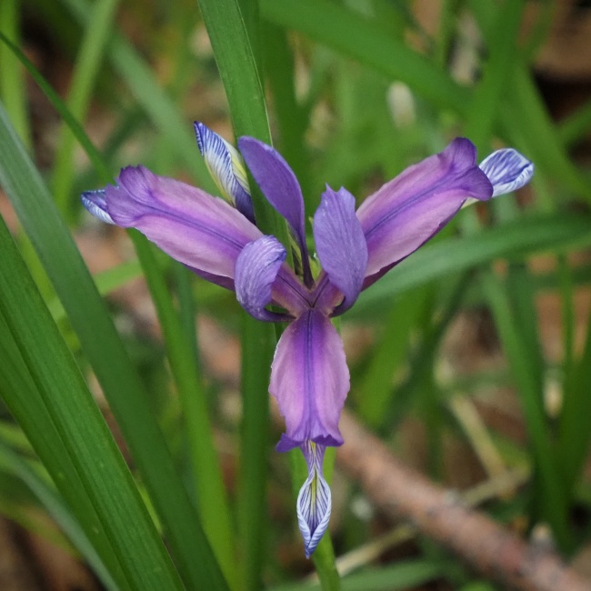 Sjeverni Velebit