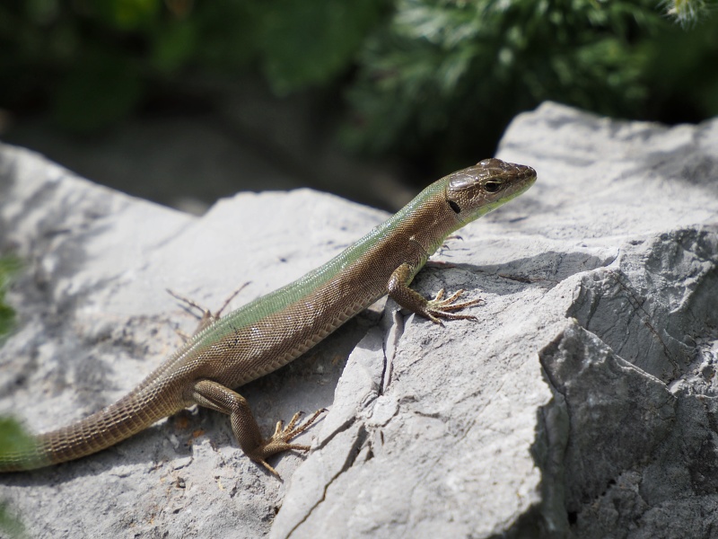 Sjeverni Velebit