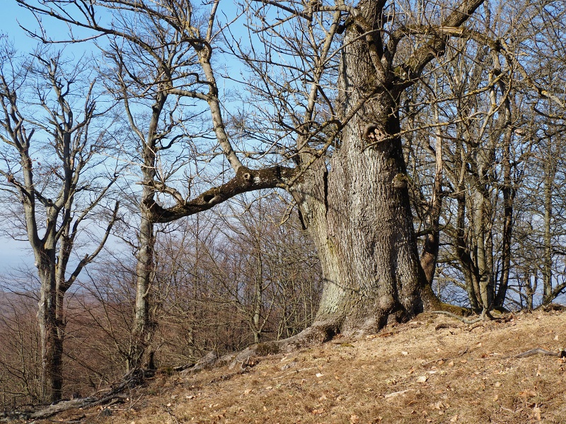 Klokoč