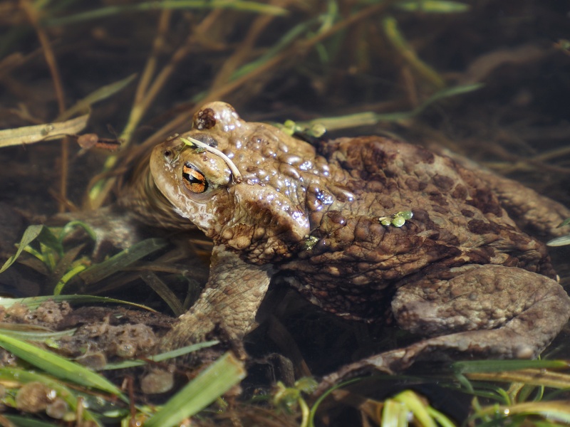 ropucha obecná