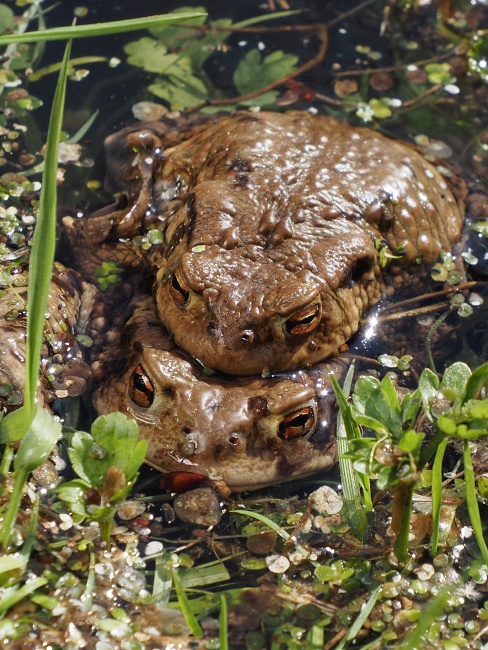 ropucha obecná