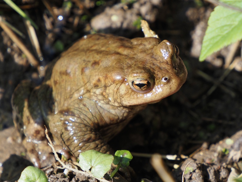 ropucha obecná