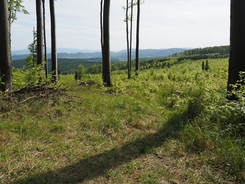 Bílé Karpaty