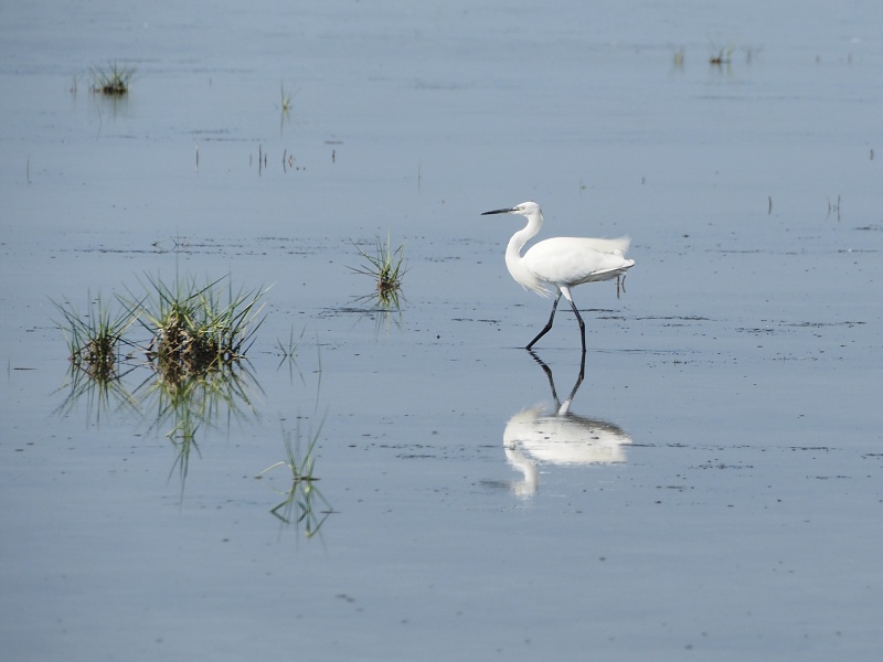 Laguna di Grado
