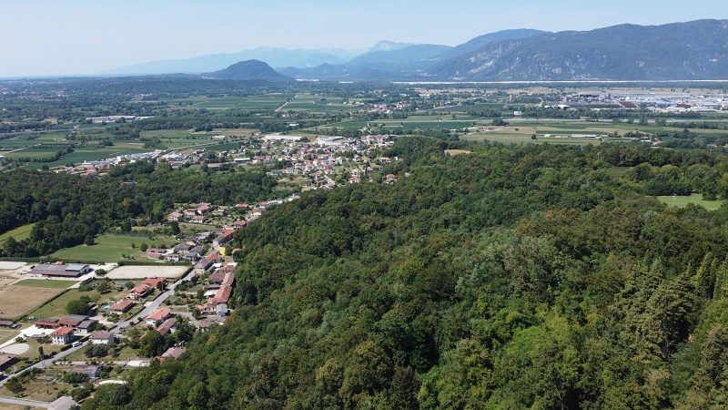 Buja