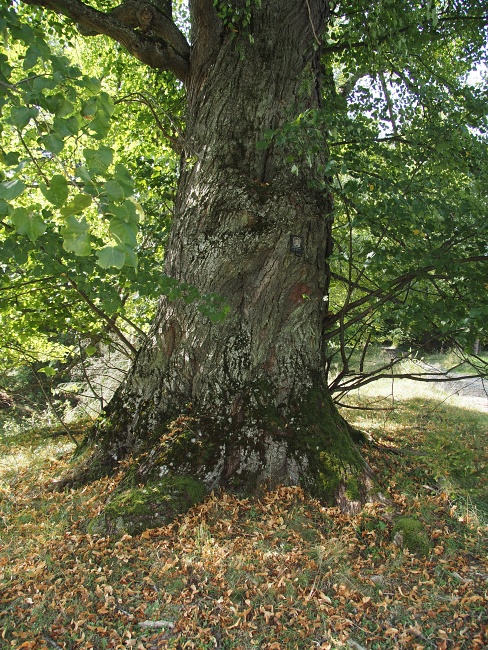 Sihelné