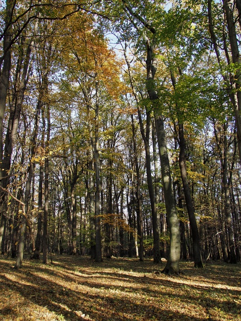 Bílé Karpaty