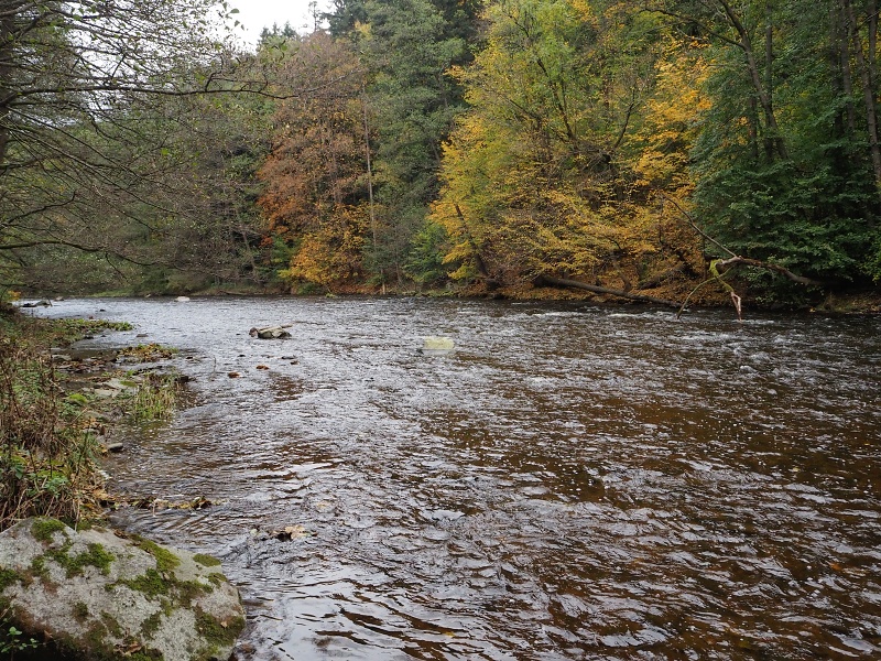 Borač