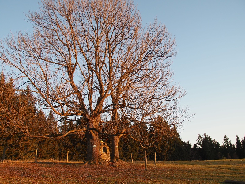 Branná