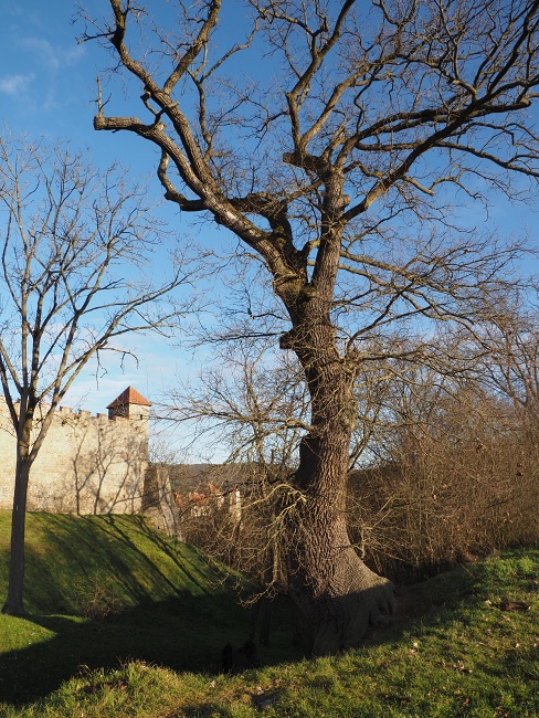 Veveří