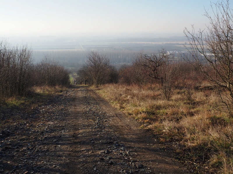 Výhon