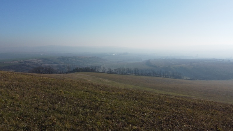 Výhon
