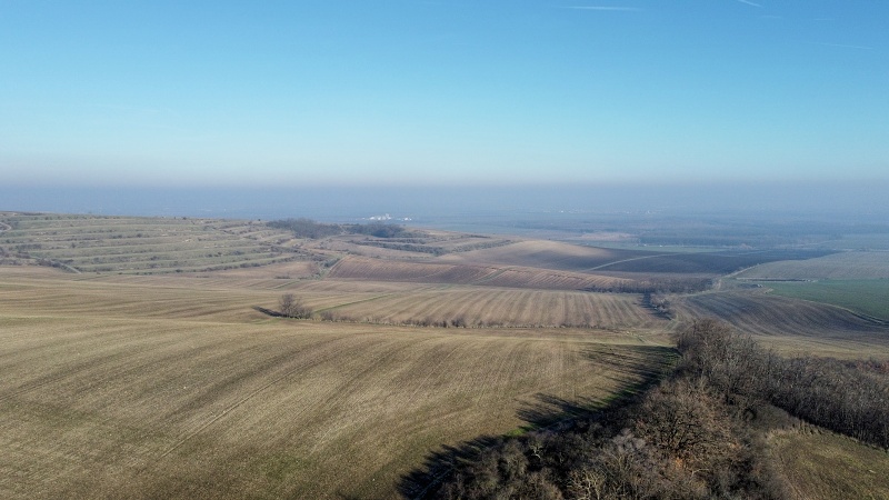 Výhon