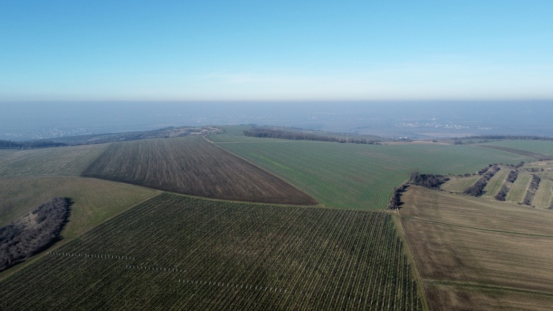 Výhon