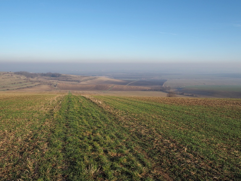 Výhon