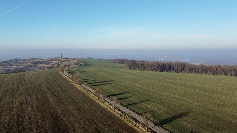 Výhon