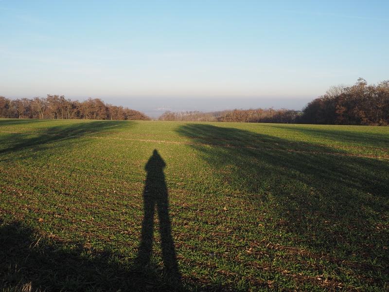 Výhon