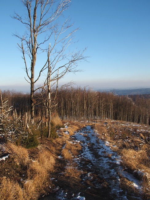 Čerňava