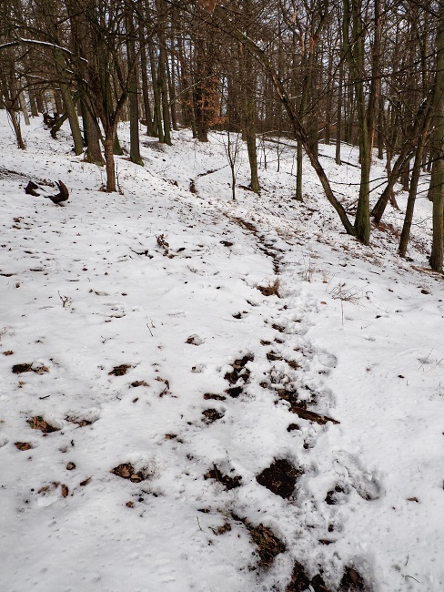 Brněnská přehrada