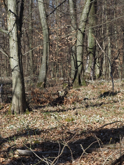lokalita Skalka, sněženka podsněžník