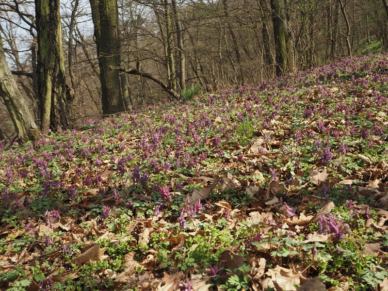 jedovatá dymnivka plná