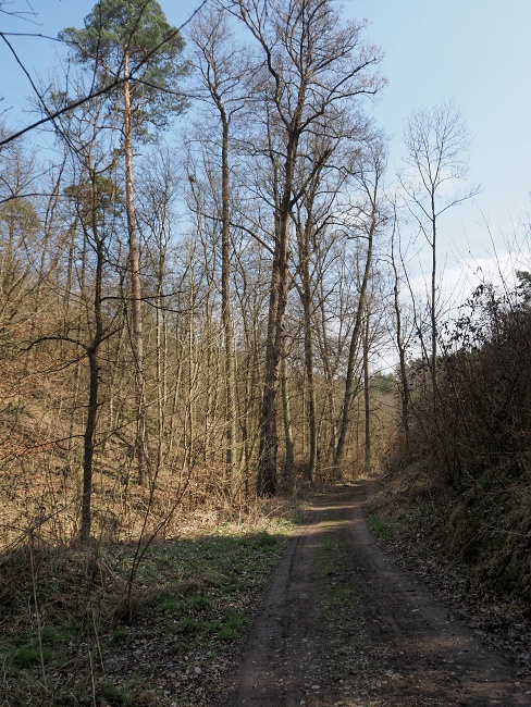 proti proudu potoka Kubelín