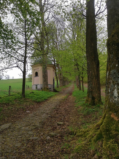 Králíky