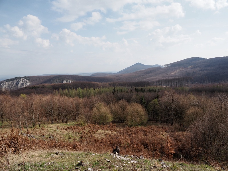 Javorinka