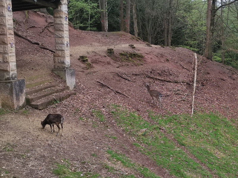 Náchod