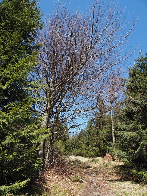 přes Homoli (1001 m) a Tetřevec (1043 m)