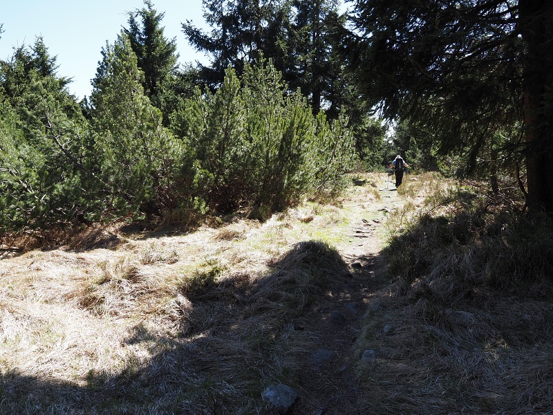 přes Homoli (1001 m) a Tetřevec (1043 m)