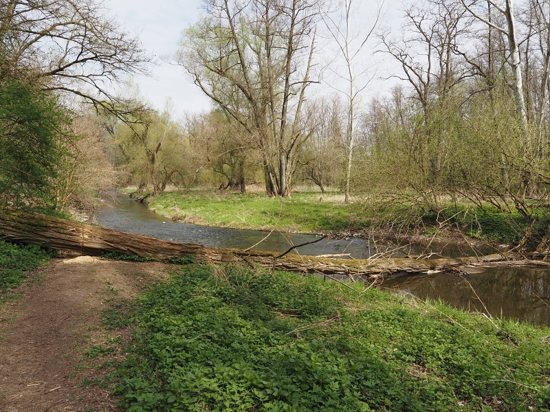 Rokytná