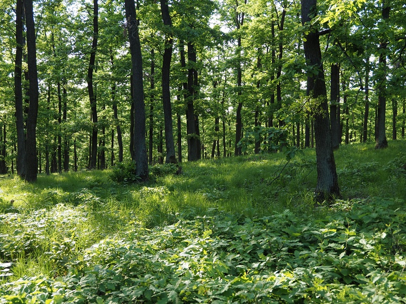 Přírodní park Baba, prstnatec bezový