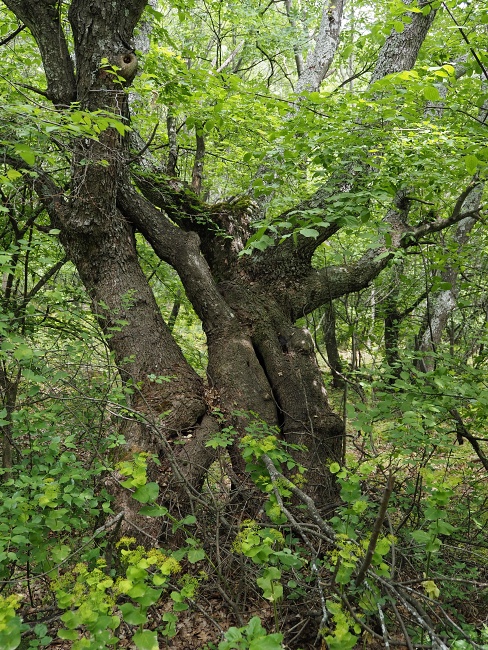 Madžarovo