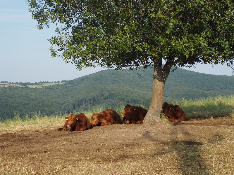 Bílé Karpaty, Žítková