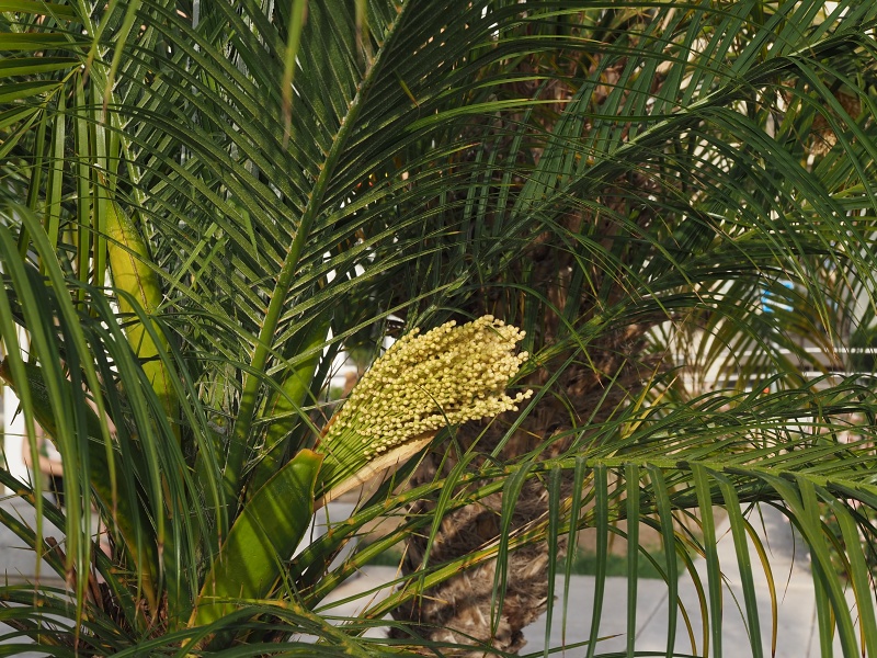 Malaga