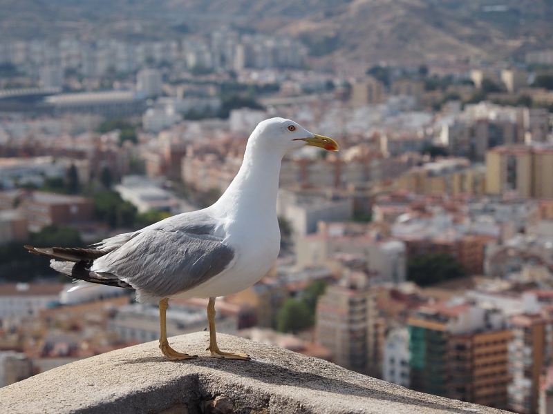 Malaga