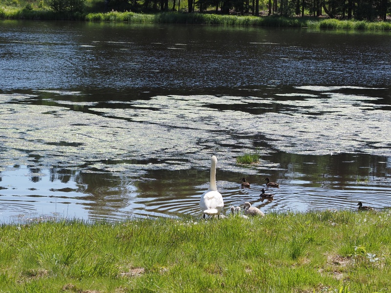 Svratka