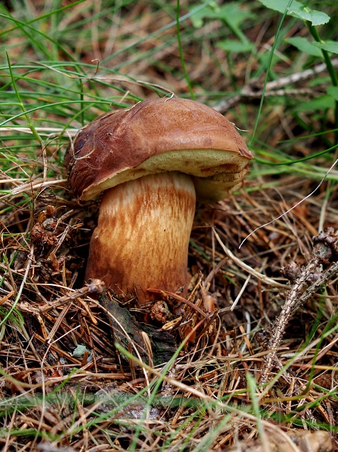 Martiňák