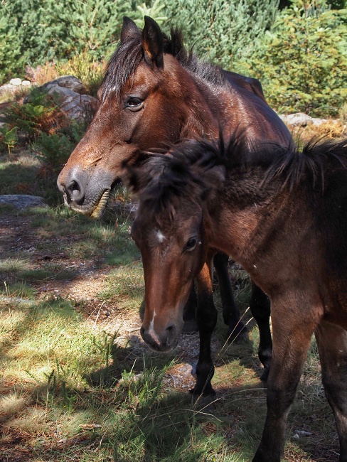 NP Peneda-Gerês