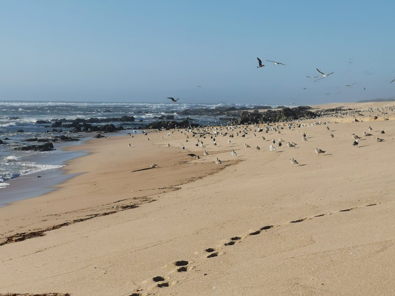 Praia de Angeiras