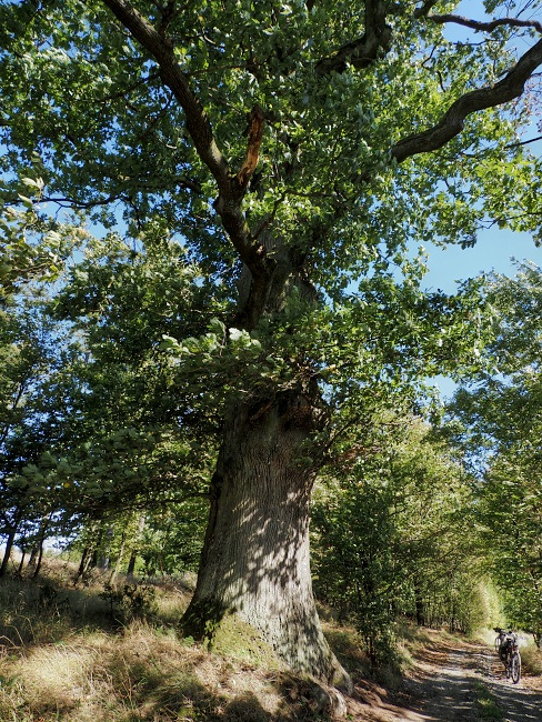 Bouzovská vrchovina