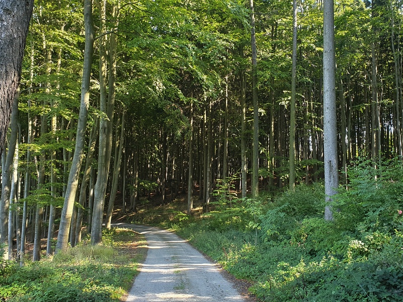 Bouzovská vrchovina