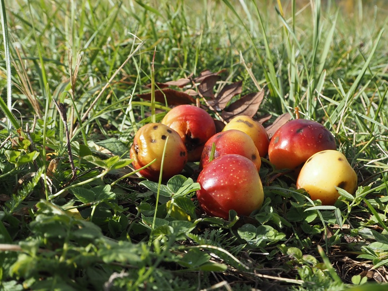 nad Hroznovou Lhotou