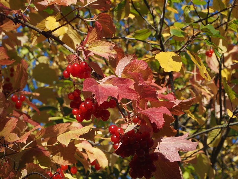 sady nad Hroznovou Lhotou