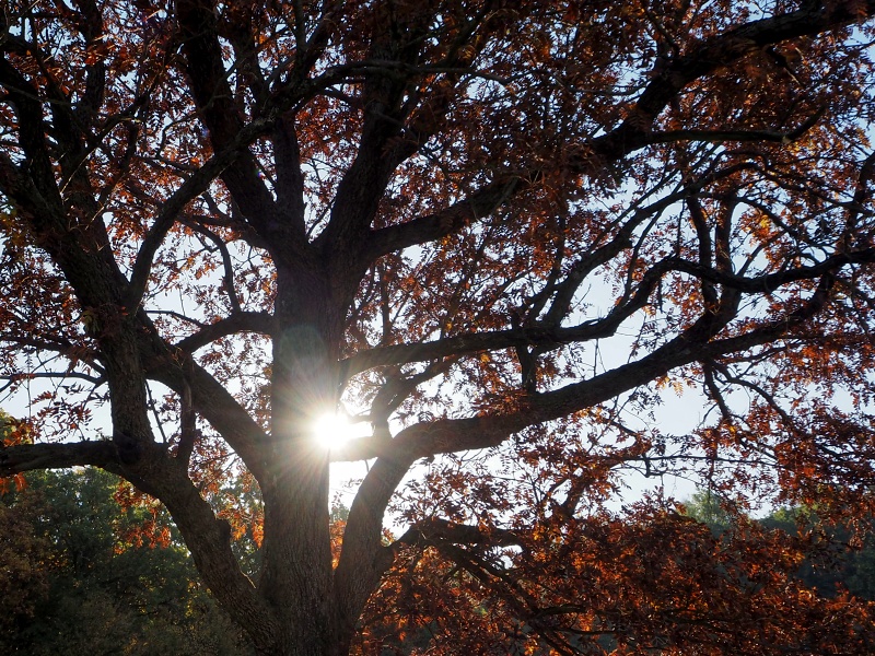 sady nad Hroznovou Lhotou