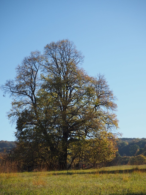 přes Vojšické louky