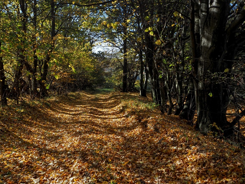 přes Vojšické louky