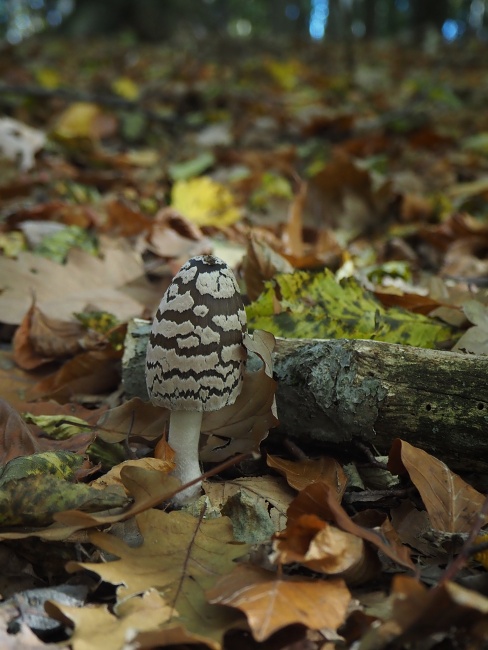 přes Zroubenec, Machnáč a Tlstou horu