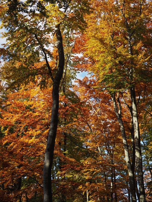 přes Skalický vrch